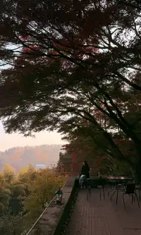 全屏打開莫干山的秋實況也太美了