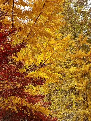 Autumn Special｜Take the kids into a world of red maple leaves straight out of poetry!