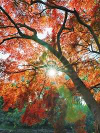 上海東郊賓館|滬上秋景絕絕子人間仙境