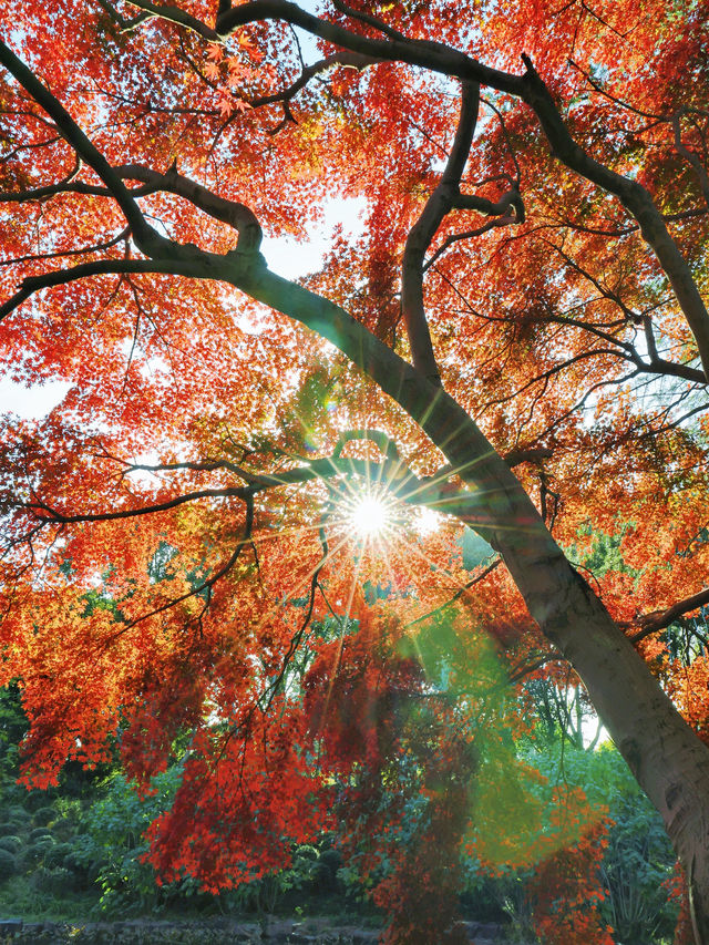 上海東郊賓館|滬上秋景絕絕子人間仙境 上海東郊賓館|滬上秋景絕絕子人間仙境