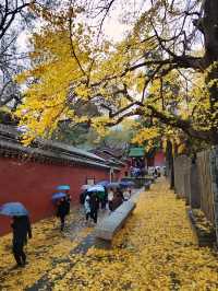 少林寺不僅有武學,還有銀杏!