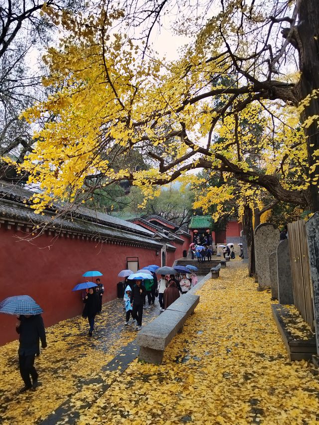 少林寺不僅有武學,還有銀杏! 少林寺不僅有武學,還有銀杏!