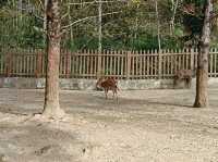 帽子峰林場金黃秋日仙境