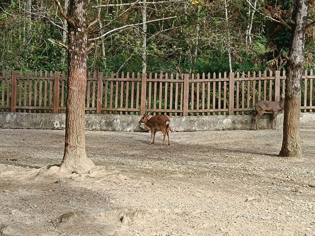 帽子峰林場金黃秋日仙境 帽子峰林場金黃秋日仙境