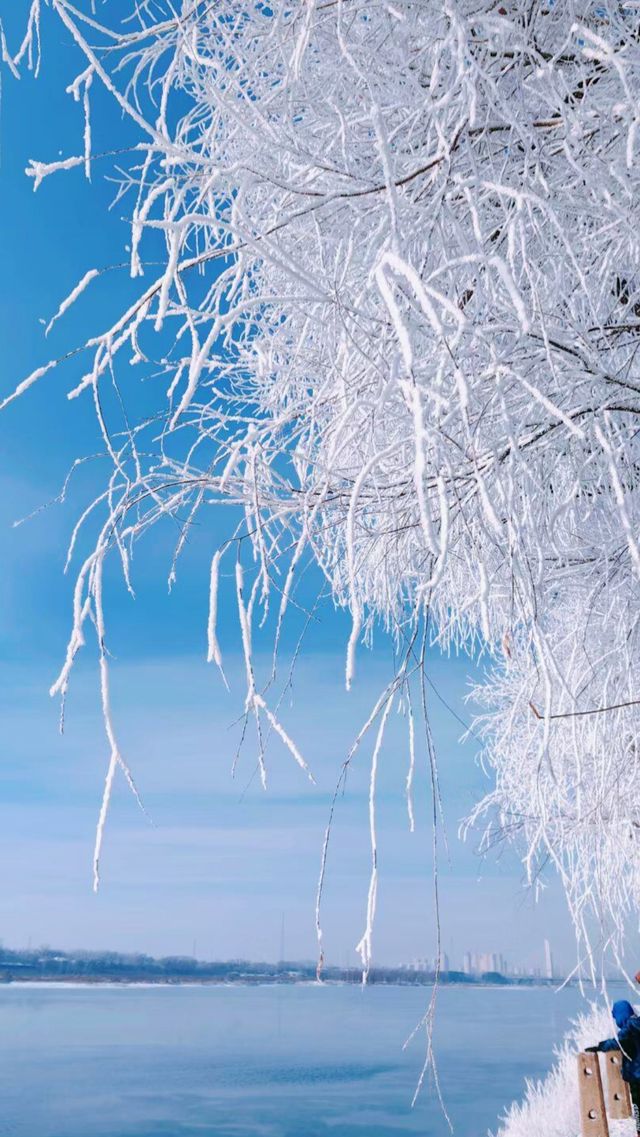 吉林霧淞|||吉林霧淞,冬季你不能錯過的美景,很壯觀 吉林霧淞|||吉林霧淞,冬季你不能錯過的美景,很壯觀