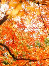 12.6速衝上海小眾公園的楓葉殺瘋了｜附攻略