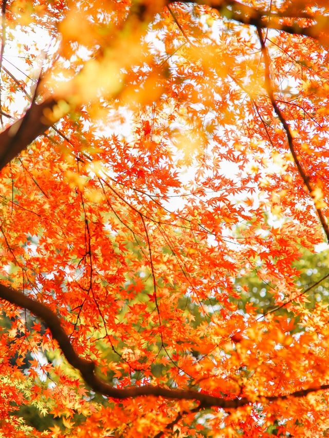 12.6速衝上海小眾公園的楓葉殺瘋了｜附攻略