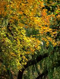 申城賞秋正當時