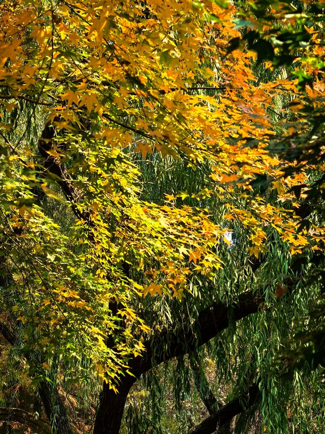 申城賞秋正當時 申城賞秋正當時