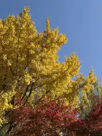 11.29實拍!月湖銀杏黃啦!真的好好看