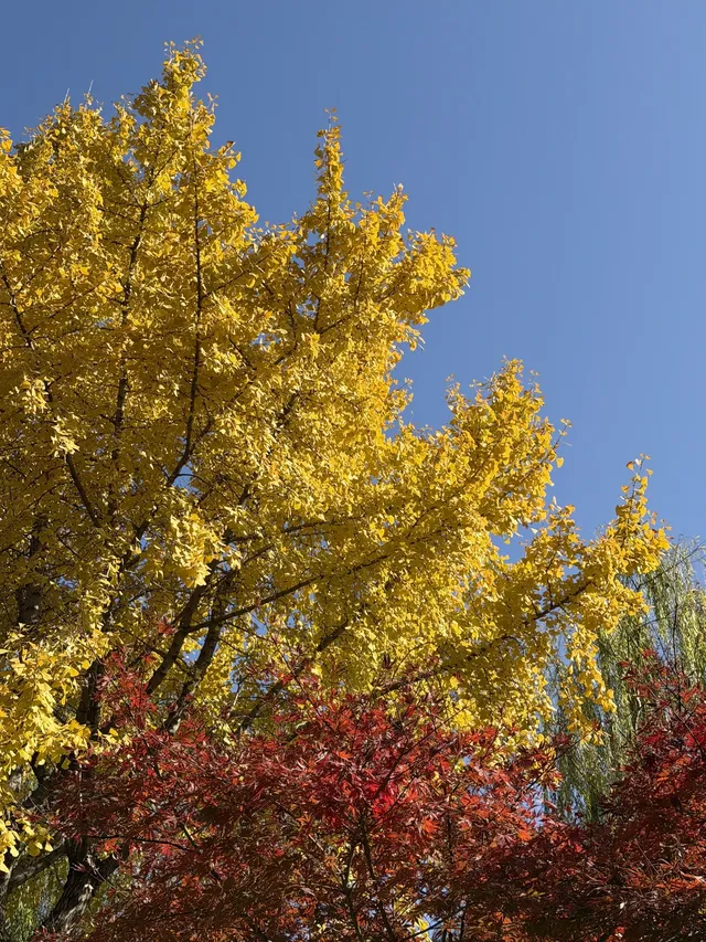 11.29實拍!月湖銀杏黃啦!真的好好看 11.29實拍!月湖銀杏黃啦!真的好好看