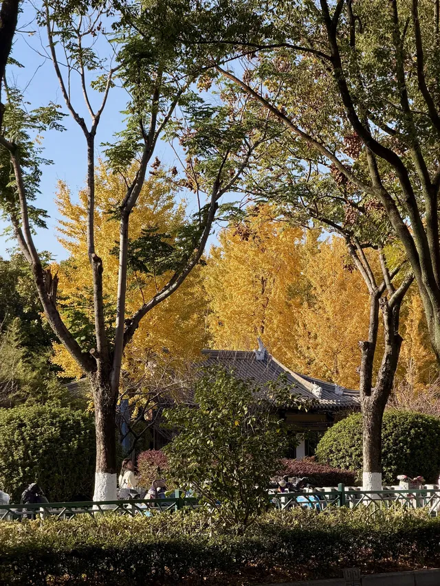 11.29實拍!月湖銀杏黃啦!真的好好看 11.29實拍!月湖銀杏黃啦!真的好好看