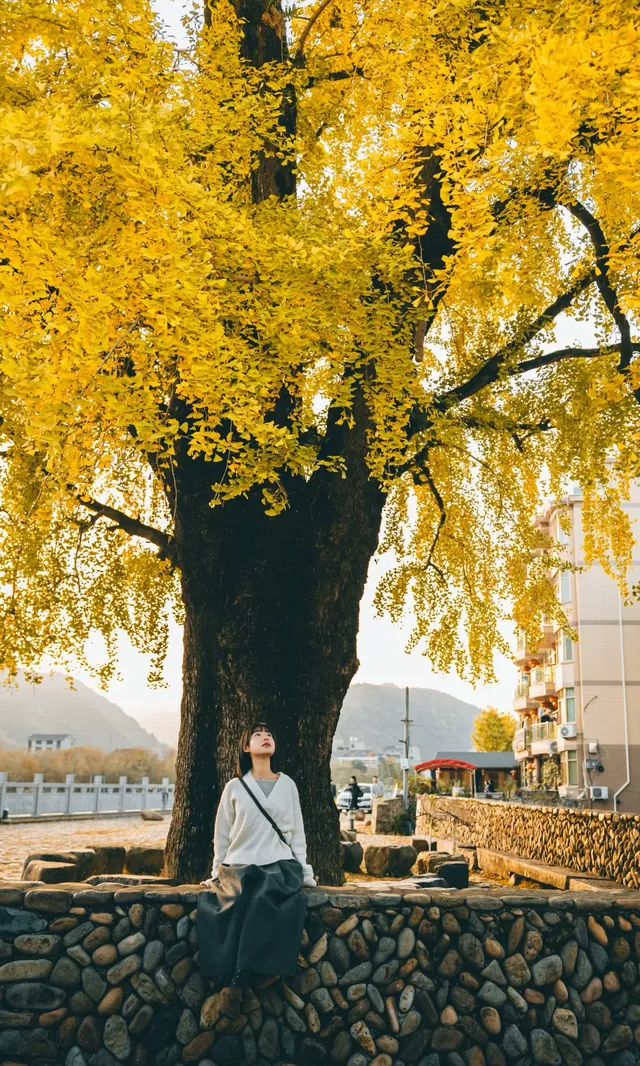 我宣佈這是溫州秋天最美的銀杏樹 我宣佈這是溫州秋天最美的銀杏樹