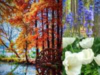 闖入莫奈的畫!南京春日頂流鬱金香花海