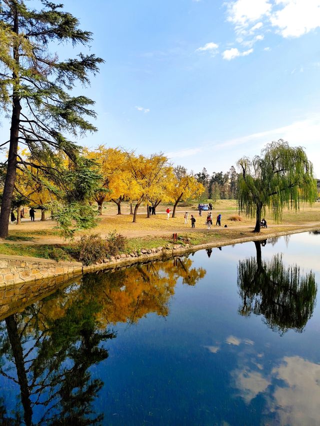 赴約不一樣的秋天|共青松濤幽谷遇見金色銀杏 赴約不一樣的秋天|共青松濤幽谷遇見金色銀杏