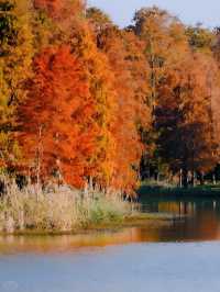 上海青西郊野公園水杉紅了I人必打卡的魔童話森林!