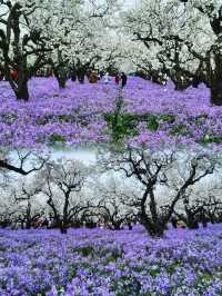 美炸了江蘇隱藏版頂流花海被我找到了