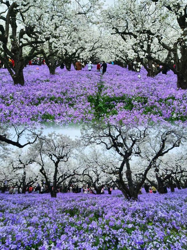 美炸了江蘇隱藏版頂流花海被我找到了