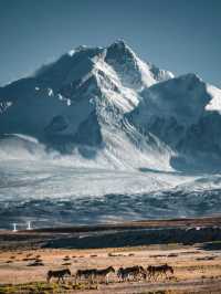 拉薩反套路攻略避開人潮還能躺贏高反