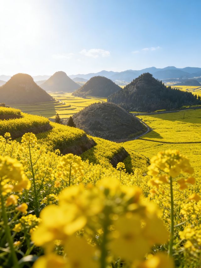 油菜花海拍照指南 油菜花海拍照指南