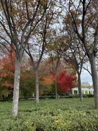 我打卡了新虹橋中心花園