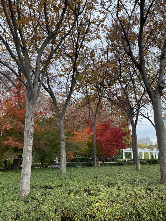 我打卡了新虹橋中心花園