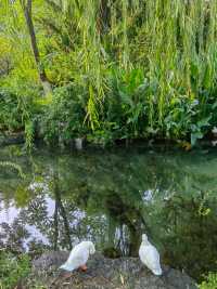 濟南寶藏免費景點!五龍潭公園遊玩全攻略