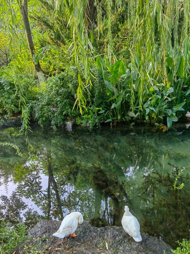 濟南寶藏免費景點!五龍潭公園遊玩全攻略 濟南寶藏免費景點!五龍潭公園遊玩全攻略