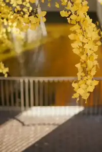 高架橋取景框裡的金色銀杏