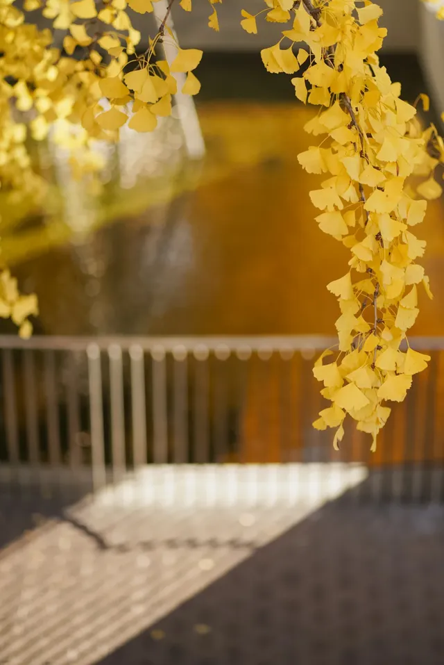 高架橋取景框裡的金色銀杏