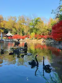 南京棲霞山親子遊|2歲娃解鎖紅葉仙境攻略