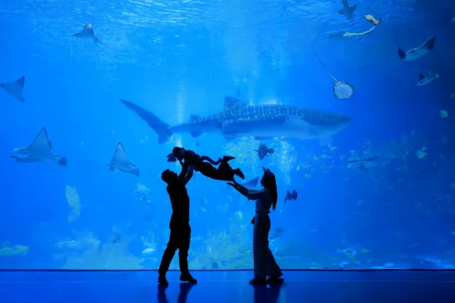 珠海長隆199跟拍｜性價比封神！