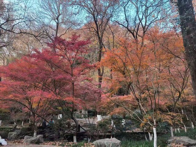 南京棲霞山的楓葉紅了 南京棲霞山的楓葉紅了