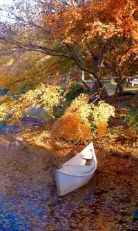 不誇張這是上海拍楓葉最美的公園了