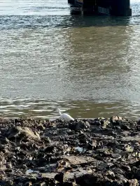 泉州北濱江公園的花樹火了~