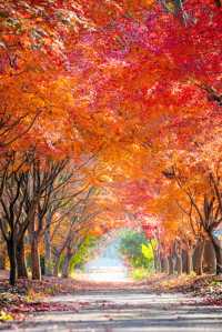 上海元旦旅遊王炸跨年瘋玩攻略,本地人私藏