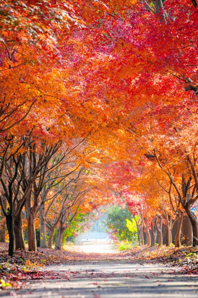 上海元旦旅遊王炸跨年瘋玩攻略,本地人私藏 上海元旦旅遊王炸跨年瘋玩攻略,本地人私藏