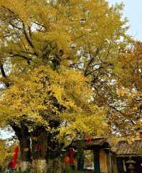 廈門周邊賞秋指南｜錯過本地銀杏？泉州尤溪藏著限定鎏金浪漫