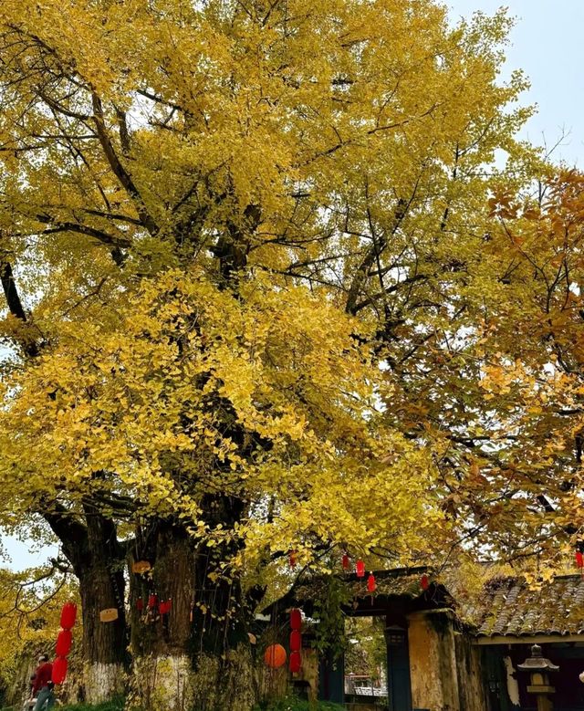 廈門周邊賞秋指南｜錯過本地銀杏？泉州尤溪藏著限定鎏金浪漫