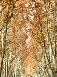 南京12月絕美秋色|玄武日落與鐘山秘境