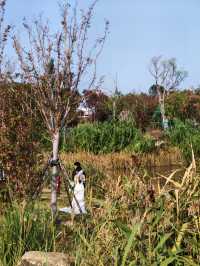 神仙湖絕美婚紗取景地