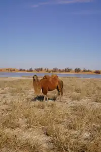 打工人週末旅遊-塞上江南銀川