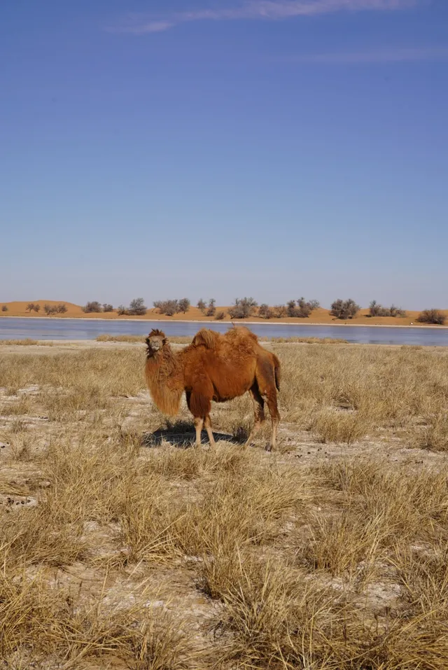 打工人週末旅遊-塞上江南銀川 打工人週末旅遊-塞上江南銀川