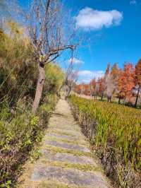 普洱小眾打卡地闖入熱帶雨林的秋日祕境