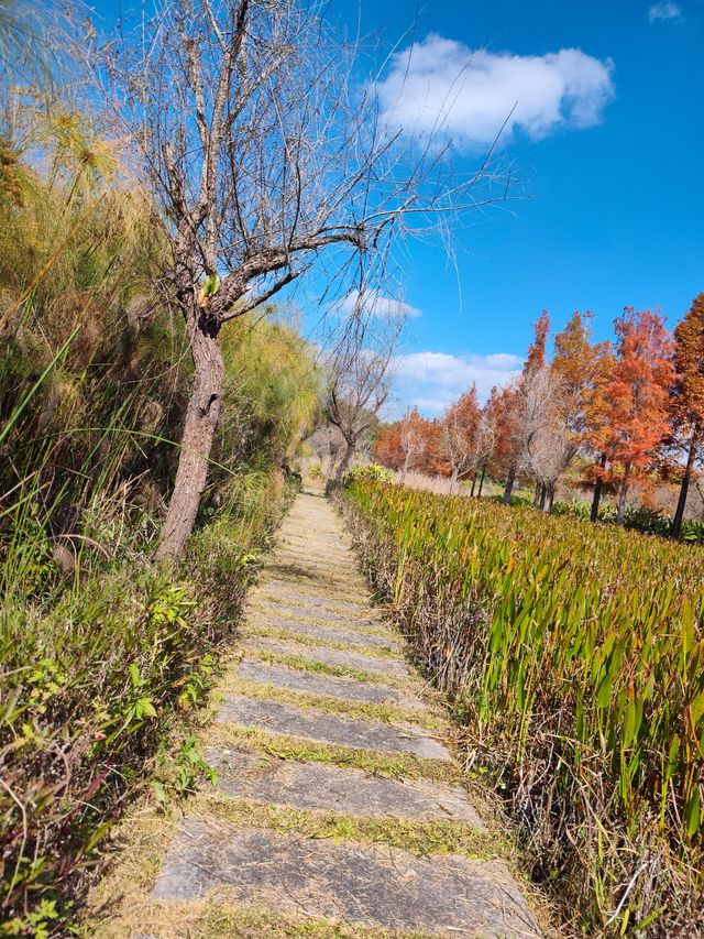 普洱小眾打卡地闖入熱帶雨林的秋日祕境 普洱小眾打卡地闖入熱帶雨林的秋日祕境