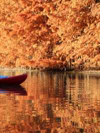 上海版「阿勒泰」｜水杉林美到窒息