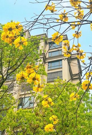 Changle Golden Flower Corridor Limited-Time Flower Viewing