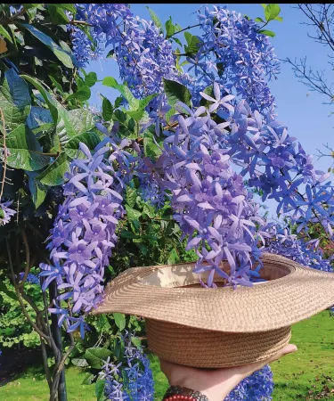 Purple Dreamlike Flower Waterfall, a Hidden Gem for Photos / Liuzhou Blue  Wisteria | Trip.com Liuzhou