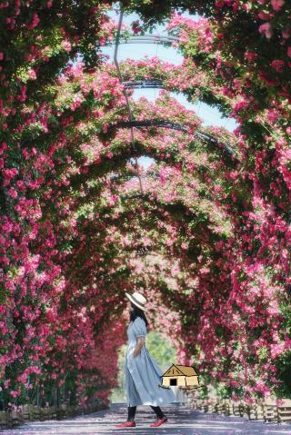 Shanghai Rose Waterfall is about to launch, please remember these 19 shooting spots