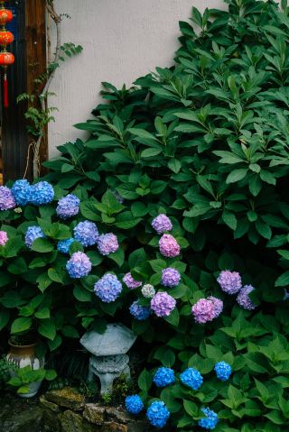 六一のお出かけにぴったり！花見と百芸鑑賞、そしてラフティング